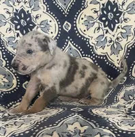 Silver Merle, a male Great Dane for sale in Bloomingburg, OH – 3 of 10