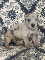 Silver Merle, a male Great Dane for sale in Bloomingburg, OH – 2 of 10
