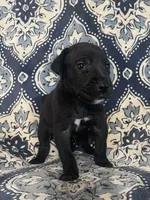 Chloe, a female Great Dane for sale in Bloomingburg, OH – 3 of 8