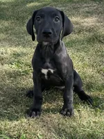 Chloe, a female Great Dane for sale in Bloomingburg, OH – 7 of 7