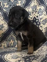 Black and Tan, a male Great Dane for sale in Bloomingburg, OH – 7 of 10