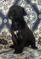 Chloe, a female Great Dane for sale in Bloomingburg, OH – 5 of 8