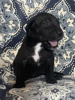 Emily, a female Great Dane for sale in Bloomingburg, OH – 6 of 8
