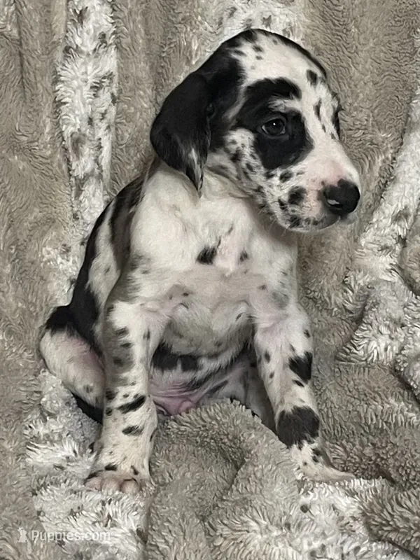 Harlequin Male – Great Dane puppy for sale in Bloomingburg, OH