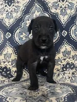 Chloe, a female Great Dane for sale in Bloomingburg, OH – 2 of 8