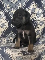 Black and Tan, a male Great Dane for sale in Bloomingburg, OH – 2 of 10