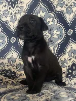 Chloe, a female Great Dane for sale in Bloomingburg, OH – 4 of 8