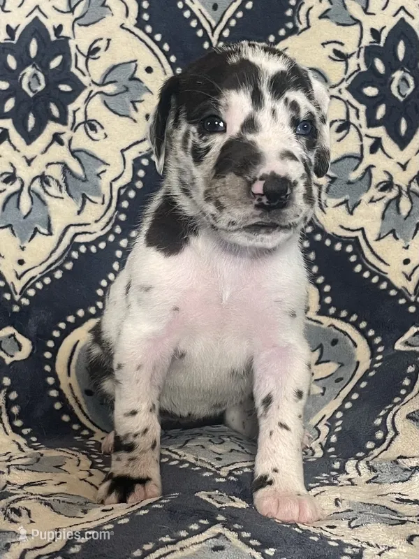 Harlequin Female  – Great Dane puppy for sale in Bloomingburg, OH