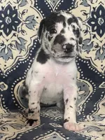Harlequin Female , a female Great Dane for sale in Bloomingburg, OH – 1 of 10