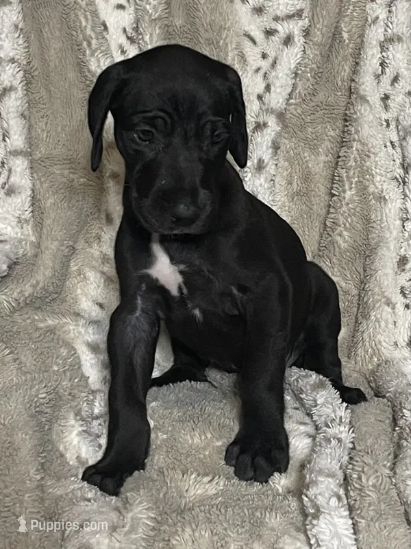Emily – Great Dane puppy for sale in Bloomingburg, OH