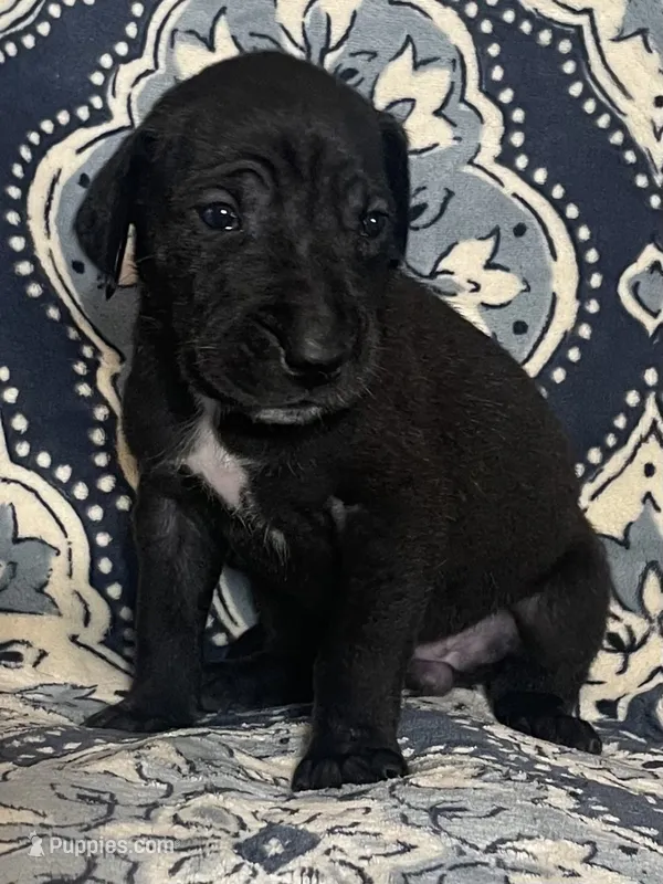 Emily – Great Dane puppy for sale in Bloomingburg, OH