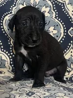 Emily, a female Great Dane for sale in Bloomingburg, OH – 1 of 8
