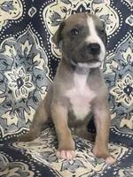 Blue Fawn Tuxedo, a male Great Dane for sale in Bloomingburg, OH – 2 of 8
