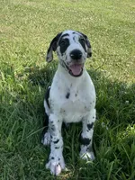 Harlequin Male, a male Great Dane for sale in Bloomingburg, OH – 2 of 8