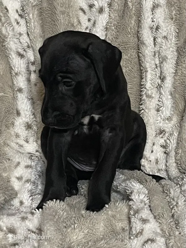 Chloe – Great Dane puppy for sale in Bloomingburg, OH