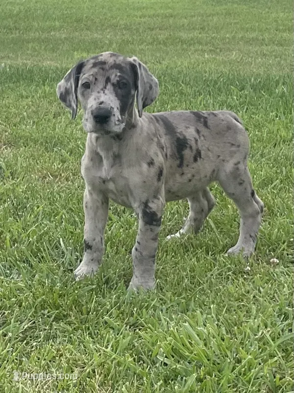 Merle Female – Great Dane puppy for sale in Bloomingburg, OH