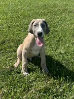 Colt, a male Great Dane for sale in Bloomingburg, OH – 7 of 8