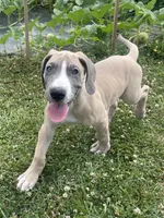 Blue Fawn Tuxedo, a male Great Dane for sale in Bloomingburg, OH – 6 of 9