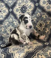 Harlequin Male, a male Great Dane for sale in Bloomingburg, OH – 10 of 10