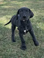 Chloe, a female Great Dane for sale in Bloomingburg, OH – 5 of 6
