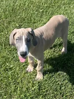 Colt, a male Great Dane for sale in Bloomingburg, OH – 2 of 8