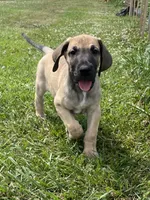 Black Mask Fawn, a male Great Dane for sale in Bloomingburg, OH – 1 of 5