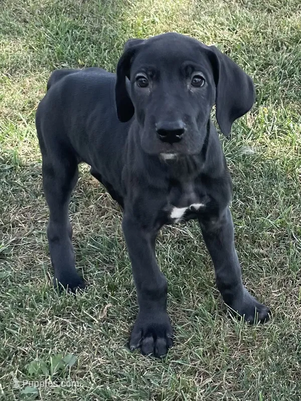 Chloe – Great Dane puppy for sale in Bloomingburg, OH