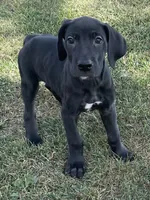 Chloe, a female Great Dane for sale in Bloomingburg, OH – 1 of 6