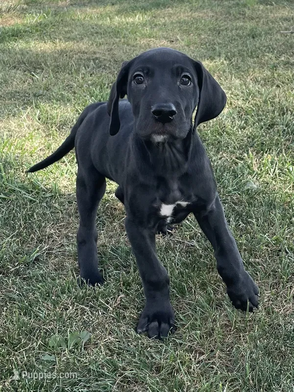 Chloe – Great Dane puppy for sale in Bloomingburg, OH