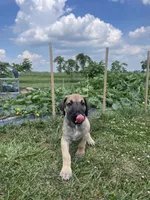 Black Mask Fawn, a male Great Dane for sale in Bloomingburg, OH – 5 of 5