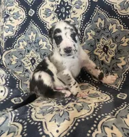 Harlequin Male, a male Great Dane for sale in Bloomingburg, OH – 3 of 10