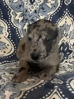 Merle Female, a female Great Dane for sale in Bloomingburg, OH – 5 of 7