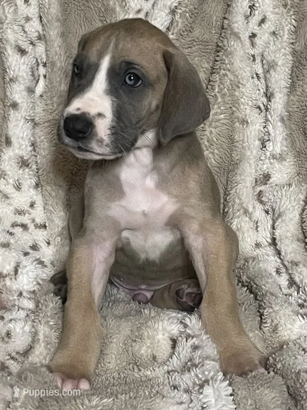 Blue Fawn Tuxedo – Great Dane puppy for sale in Bloomingburg, OH