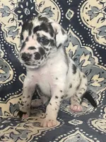 Harlequin Female , a female Great Dane for sale in Bloomingburg, OH – 5 of 10