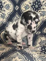 Harlequin Female , a female Great Dane for sale in Bloomingburg, OH – 3 of 10