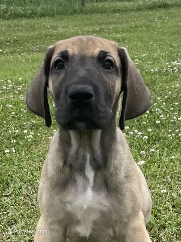 Black Mask Fawn – Great Dane puppy for sale in Bloomingburg, OH