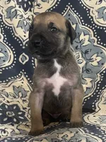Black Mask Fawn, a male Great Dane for sale in Bloomingburg, OH – 1 of 10