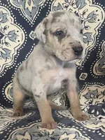 Silver Merle, a male Great Dane for sale in Bloomingburg, OH – 8 of 10