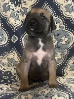 Black Mask Fawn, a male Great Dane for sale in Bloomingburg, OH – 5 of 10