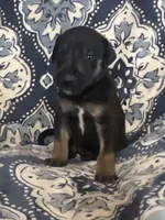 Black and Tan, a male Great Dane for sale in Bloomingburg, OH – 4 of 10