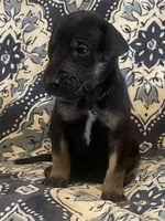 Black and Tan, a male Great Dane for sale in Bloomingburg, OH – 8 of 10