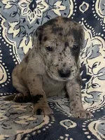 Merle Female, a female Great Dane for sale in Bloomingburg, OH – 4 of 7