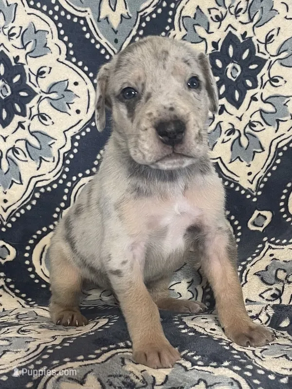 Silver Merle – Great Dane puppy for sale in Bloomingburg, OH
