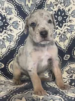 Silver Merle, a male Great Dane for sale in Bloomingburg, OH – 1 of 10
