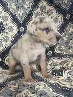Silver Merle, a male Great Dane for sale in Bloomingburg, OH – 4 of 10