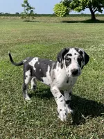 Harlequin Male, a male Great Dane for sale in Bloomingburg, OH – 8 of 8