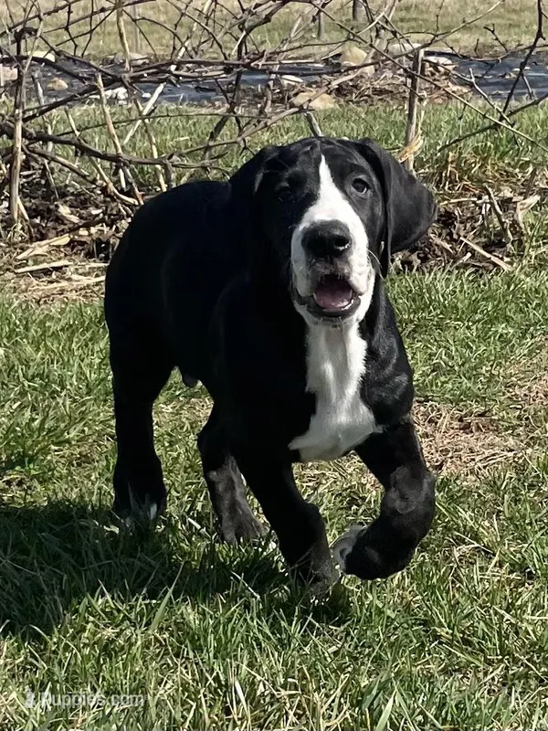 Lefty – Great Dane puppy for sale in Bloomingburg, OH