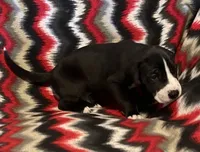 processed/295a2c5b-07bd-4533-a0a4-34be675ba548/listing/8c55bb69-b5a0-4c79-adb0-6a66576ebef8/c72cd900-813c-49e8-8b3f-ac64d0194c84