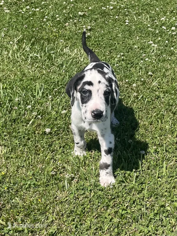 Harlequin Male – Great Dane puppy for sale in Bloomingburg, OH