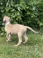 Blue Fawn Tuxedo, a male Great Dane for sale in Bloomingburg, OH – 3 of 9